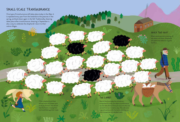 Sheepology