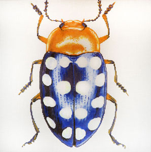 Big Bug Blue w/white dots (C-591b)