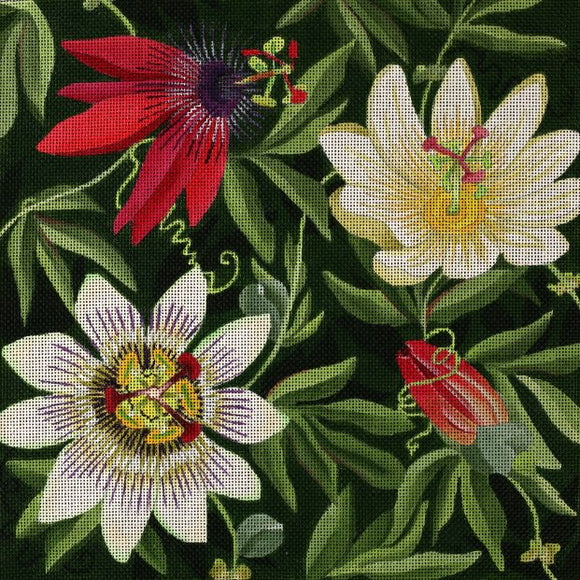 Giant Passion Flower Vines (ED-1290)