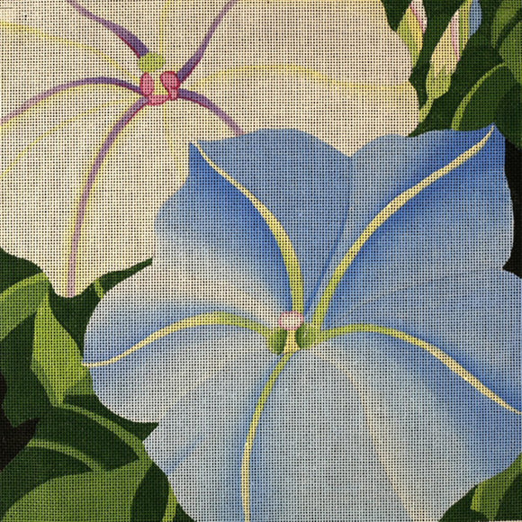 Giant Morning Glories (ED-819)