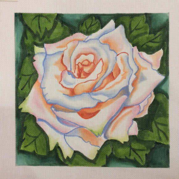 White Rose (R374)