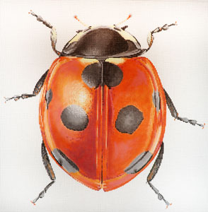 Big Bug Lady Bug (C-591A)